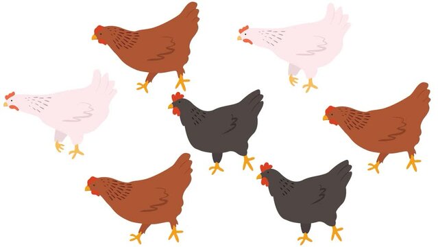 Domestic chickens vector element. Farming illustration. Hand drawn set	
