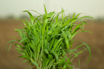 Seedlings of young green grass in the field, close-up