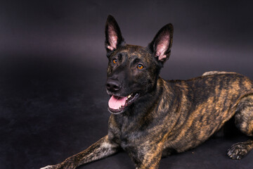 Dutch Shepherd Puppy Dog portrait in studio closeup, dark, red background