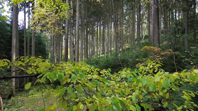 Trees and ferns in the forest. 10-29-2023, Middle Bohemia, Czech Republic.