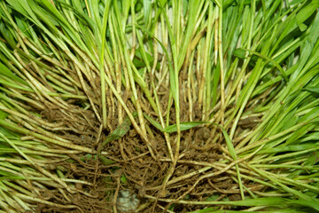 Close-up of green grass with roots in the garden. Natural background.