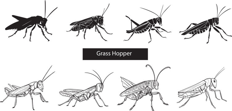 Grasshopper silhouettes set Insect silhouettes on white background