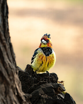 View of exotic birds in the forest at Kruger national park, South Africa.