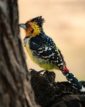 View of exotic birds in the forest at Kruger national park, South Africa.