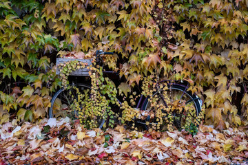 Bicycle overgrown with autumn-colored vines on a green façade in Gudvanger Strasse in Berlin-Prenzlauer Berg.