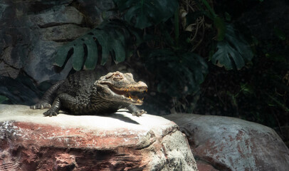 Osteolaemus tetraspis (dwarf crocodile) on the rock.