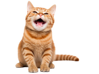 Obraz premium cat isolated on transparent background