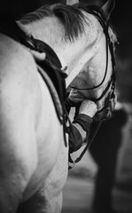 Fototapeta na wymiar A black-and-white photo of a horse breeder fastening the bridle straps on the muzzle of a gray horse. Equestrian sports and sports equipment. Horse riding.