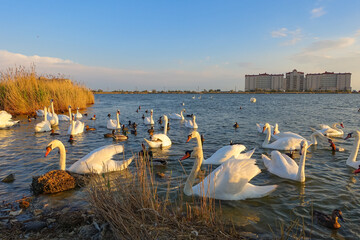 Swan Lake in the Crimea at sunset. The city of Yevpatoria, Crimean Peninsula. Swans near the shore of Lake Sasyk-Sivash in the evening during sunset. White swans on the pond.