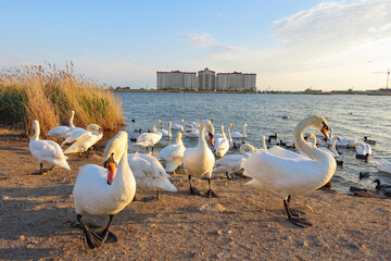 Swan Lake in the Crimea at sunset. The city of Yevpatoria, Crimean Peninsula. Swans near the shore of Lake Sasyk-Sivash in the evening during sunset. White swans on the pond.