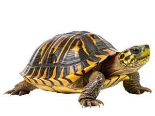 turtle isolated on transparent background