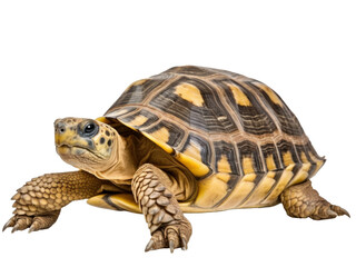 Fototapeta premium turtle isolated on transparent background