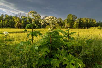 Sosnowsky's hogweed Heracleum sosnowskyi dangerous invasive plant