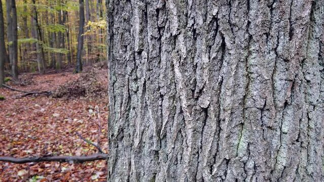 Knorrige Rinde eines alten Eichenbaumes, Quercus, slidershot