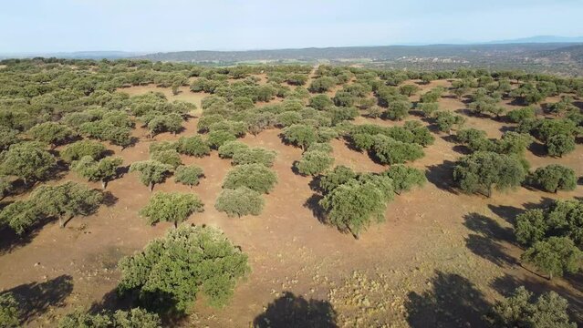An aerial view of the amazing Dehesa de Extremadura is what we found at Extremadura region outdoors, grassfields, lagoons, oaks and lot of cow cutle in the farmland fields of Spain countryside,