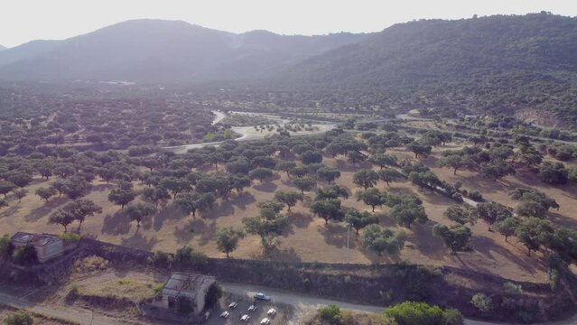 An aerial view of the amazing Dehesa de Extremadura is what we found at Extremadura region outdoors, grassfields, lagoons, oaks and lot of cow cutle in the farmland fields of Spain countryside,