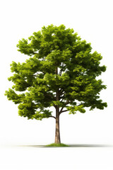 Tree with green leaves on white background photo - realistic.