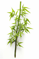 Fototapeta na wymiar Bamboo plant with green leaves on white background.