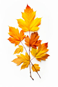 Three autumn leaves on white background behind them.