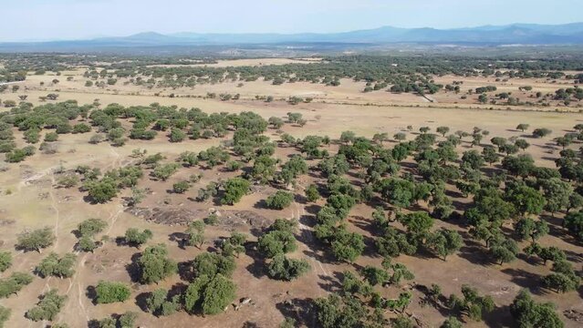 An aerial view of the amazing Dehesa de Extremadura is what we found at Extremadura region outdoors, grassfields, lagoons, oaks and lot of cow cutle in the farmland fields of Spain countryside,