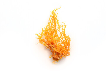 Irish sea moss. Chondrus Crispus, healthy organic raw seaweed, a close-up on a white background,...