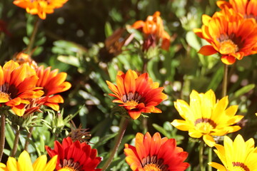 Flores coloridas