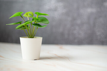 Petite plante verte sur un meuble avec de l'espace texte vide pour fond et arrière-plan