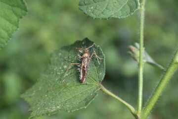 A dead, weirdly shaped, Broad headed bug variety insect on top of a leaf