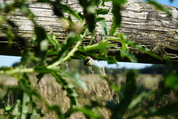 Nachaufnahme Schnecke unter Ast am Wegesrand eines Feld im Sommer