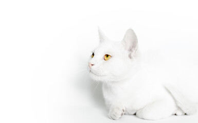 portrait of a white cat with yellow eyes close up on a light background