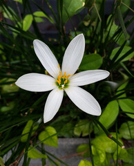Beautiful white lily flower blooming in green leaves plant growing in garden, nature photography, natural gardening background, floral wallpaper, closeup of petals and pollen 
