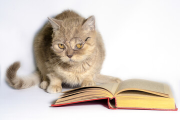 red cat in glasses with a book on a white background close up