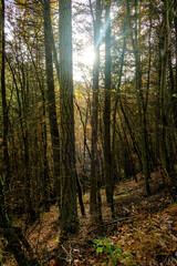 autumn forest in the morning with sunlight and tree shadows
