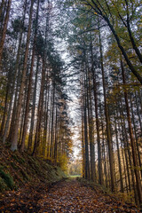 autumn forest in the morning