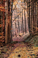 path in the autumn woods with red leaves and calm atmosphere near Kassel. A walk in the woods