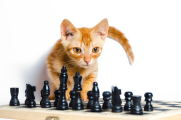 cute little red kitten and chess isolated on white background close up