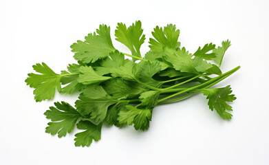 bunch of fresh coriander leaves