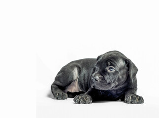 little puppy dog ​​of breed canecorso on a white background in isolation close up
