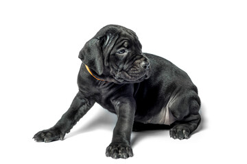 Fototapeta premium little puppy dog ​​of breed canecorso on a white background in isolation close up