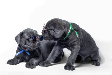 couple little puppy dog ​​of breed canecorso on a white background in isolation close up