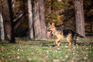 German Shepherd dog runs in the park in autumn on a sunny day