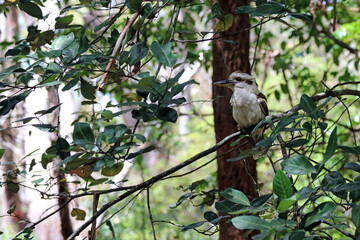 Alert Kookaburra perched on a branch, New South Wales Australia

