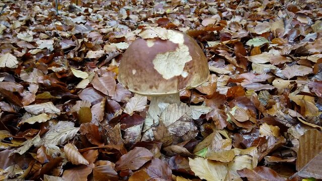 Großer Steinpilz im Herbstlaub, Boletus, slidershot
