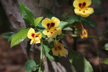 Closeup of yellow and red Nasturtium blooms, New South Wales Australia
