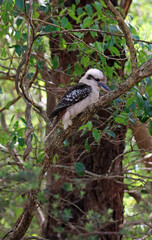 Kookaburra in the Australian bush, New South Wales Australia
