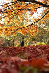 Autumn Cotswold England