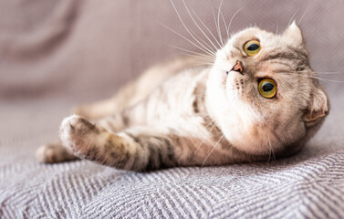 Calm relaxed gray scottish fold cat lies on gray sofa