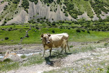 Cow on the background of the picturesque gorge of the Dzhylgi-su river. The Caucasus Mountains near...