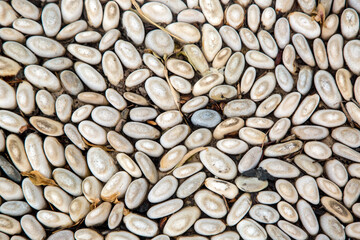 Background of round smooth stones, pebbles and shell rock.