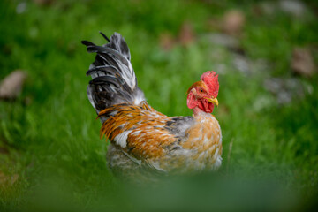 GALLO COLORATO